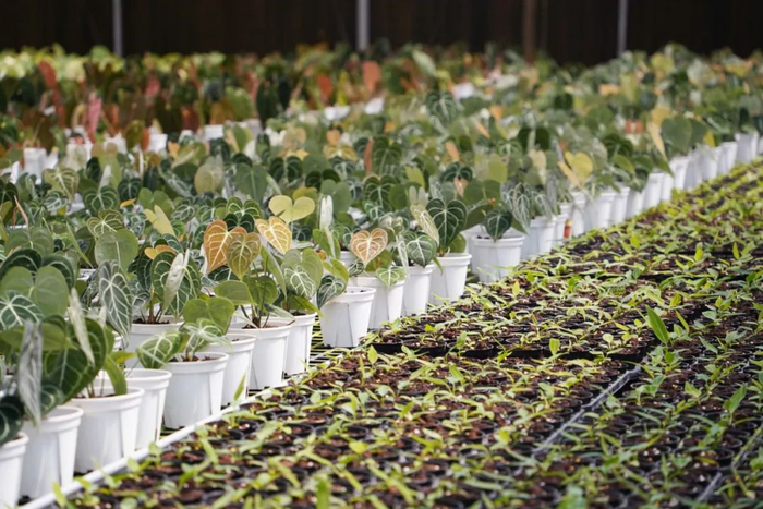 温室内绿植整齐排列，十分壮观。