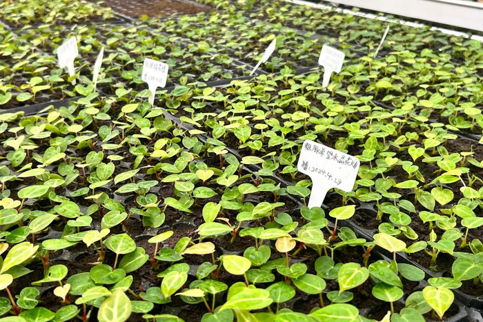 超市温室内的幼苗。