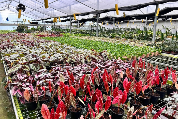 浇浇植物超市植物品种丰富。