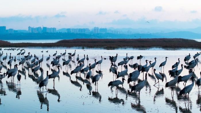 草海成为国内黑颈鹤重要的越冬栖息地（央广网发 杜雍 摄）