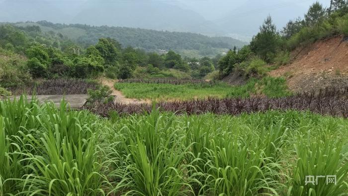 为废弃矿山恢复改造植被（央广网发 永定区自然资源局供图）