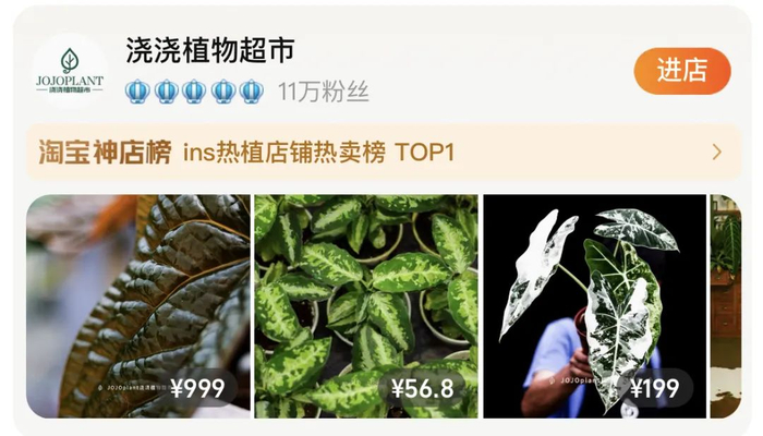 浇浇植物超市淘宝ins热植店热卖榜TOP1。