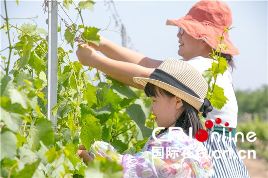 　　游客采摘葡萄