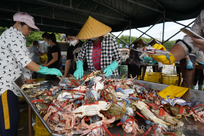 渔民忙着分拣花蟹。防城港日报全媒体记者 李雪妮 黄艳芳 摄