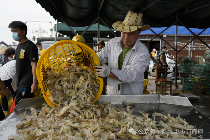 渔民分拣皮皮虾。防城港日报全媒体记者 李雪妮 黄艳芳 摄