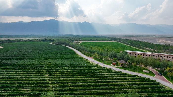   图为宁夏贺兰山东麓酿酒葡萄种植基地。（受访者供图）