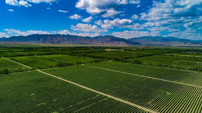   图为宁夏贺兰山东麓酿酒葡萄种植基地。（受访者供图）