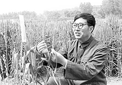 年轻时的李振声在麦田里做实验