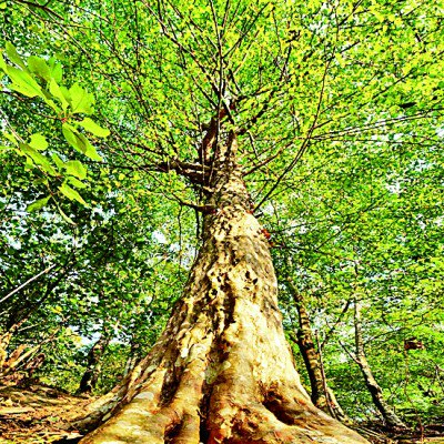     保护区内的国家一级重点保护野生植物银缕梅。刘柏良摄/光明图片
