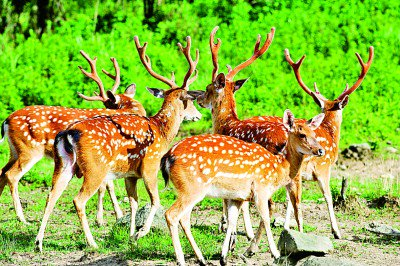     保护区内的华南梅花鹿。章叔岩摄/光明图片