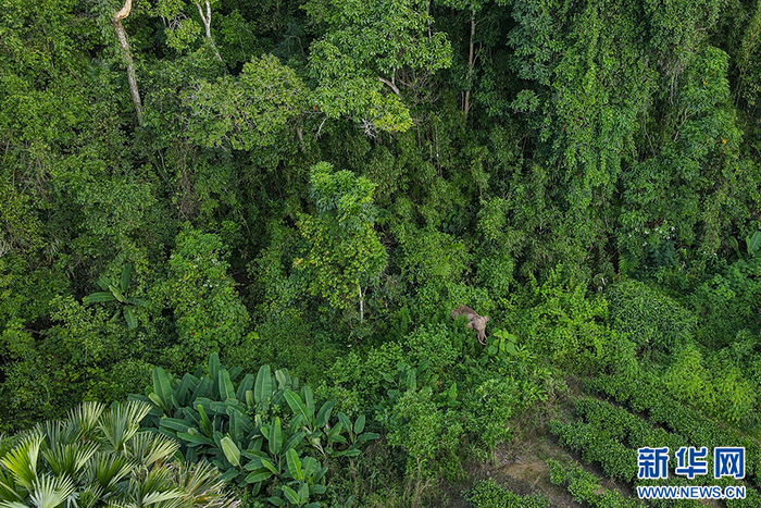 7月26日，无人机拍摄到“阿宝”活动画面。新华网发（云南西双版纳国家级自然保护区管护局 供图）