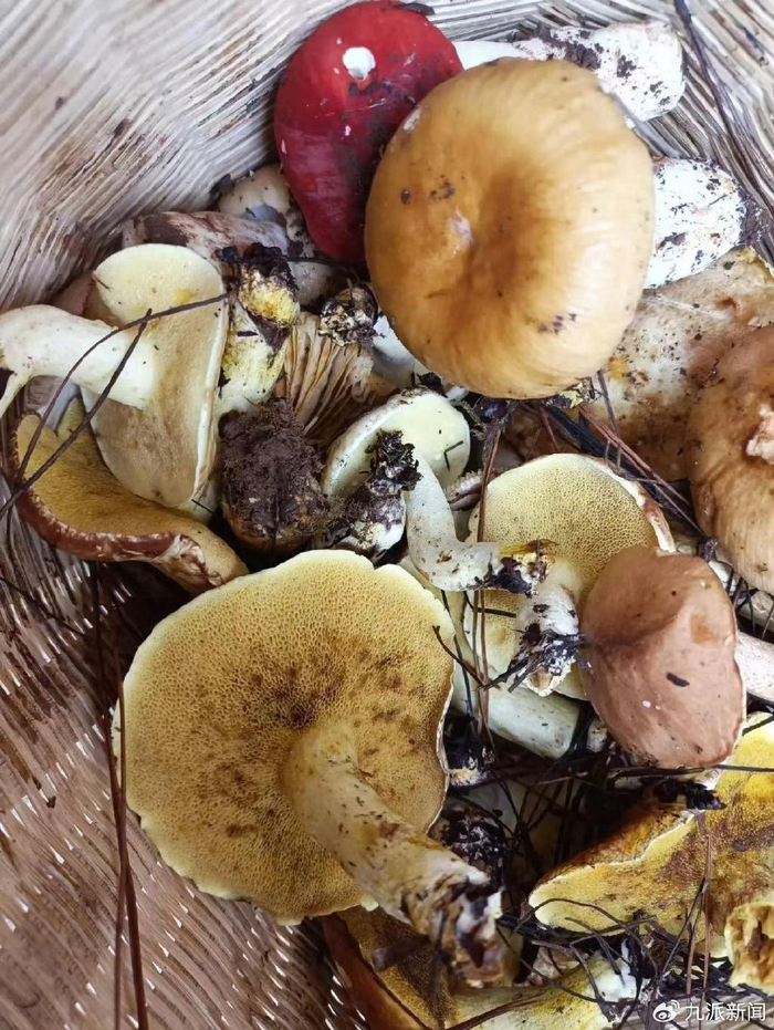 采到的野生菌。图/受访者提供