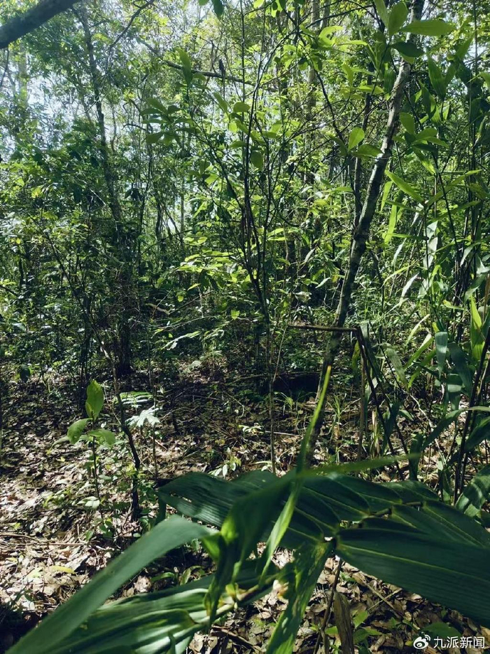 采摘野生菌的山林。图/九派新闻