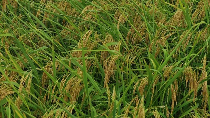 斗门区试种的高产水稻试验田，刷新珠海亩产水稻纪录。梁冠贤/摄