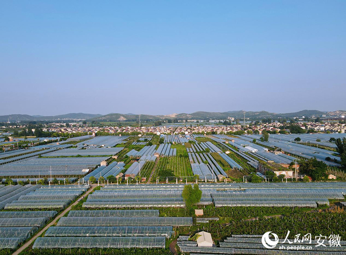 无人机拍摄段园镇的葡萄园一隅.人民网记者 王晓飞摄