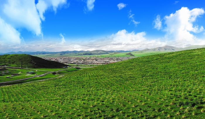 2022年，色达县种植的第一批碳中和林，苗木成活率达85%以上。（色达县委宣传部供图）