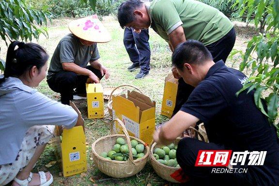 平口镇兴果村果农和游客正在打包采摘的奈李。