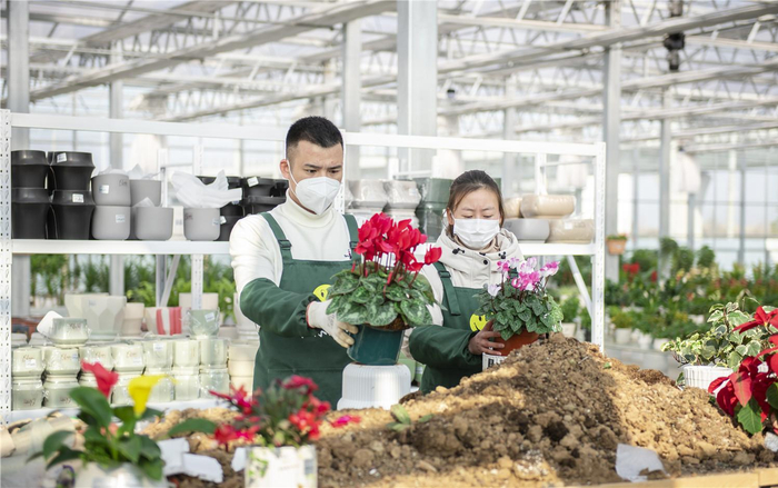 来安县汊河镇博林花卉市场培植的花卉主要供应南京市场。本报通讯员 吕 华 摄