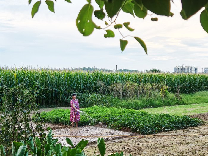 8月5日，湖北省孝感市，云梦县城关镇、隔蒲潭镇广大菜农在菜地忙着浇水，抗旱保菜。