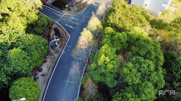 村庄道路两旁绿树成荫（央广网记者  龚雯  摄）