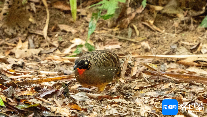 海南山鹧鸪。摄影：刘孙谋