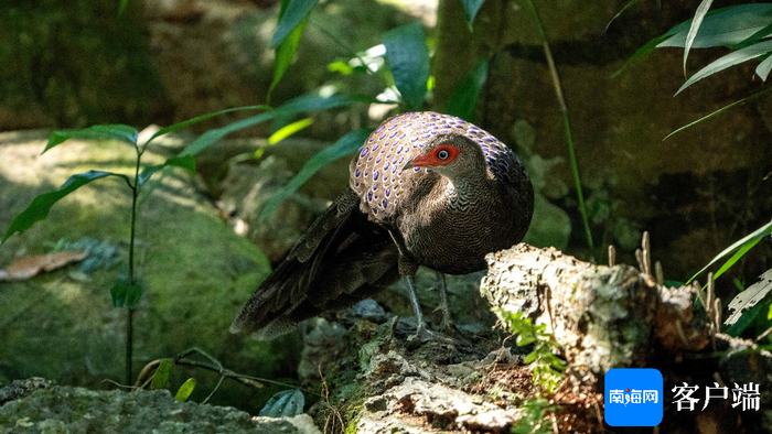 海南孔雀雉。摄影：刘孙谋