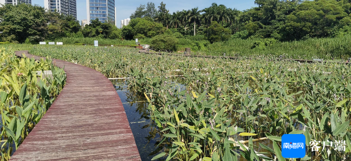 图为治理后金牛湖上游湿地可实现污水净化，并建设了亲水漫步道让市民游玩。