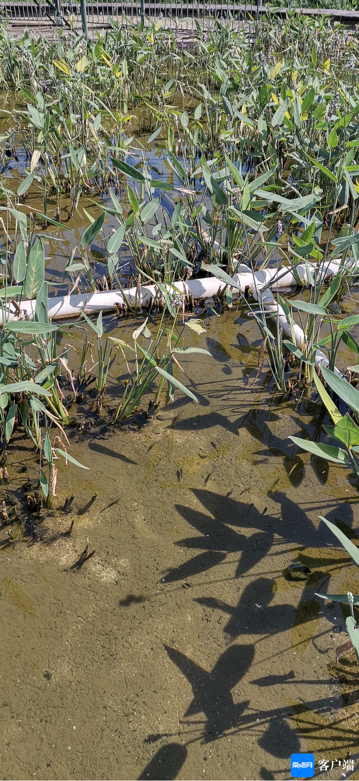 图为治理后的金牛湖上游湿地内鱼翔浅底。