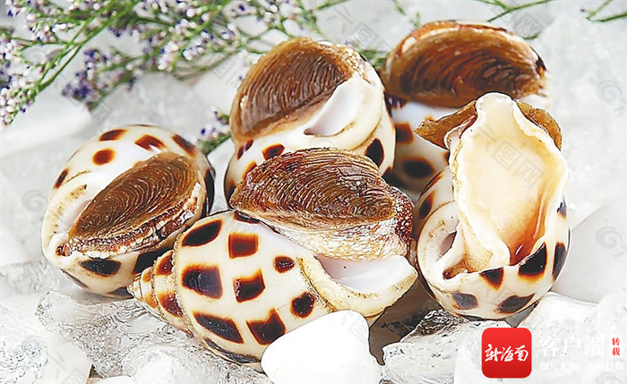 东风螺。资料图