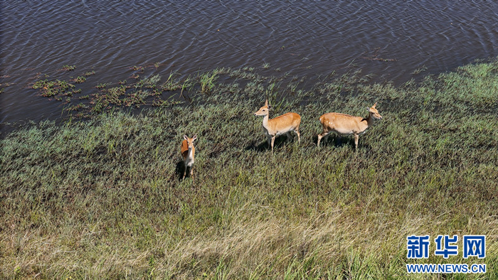   这是8月10日在海南大田国家级自然保护区拍摄的海南坡鹿。新华社记者 陈子薇 摄