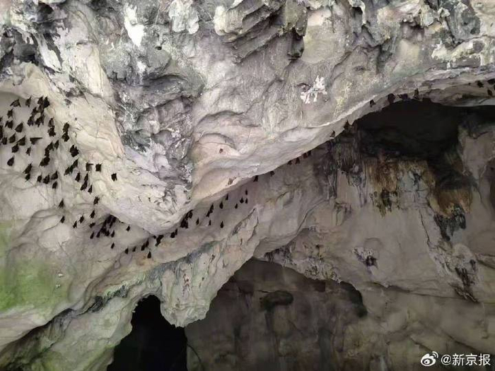 神龙溶洞内的蝙蝠。 受访者供图