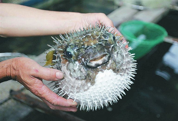 刺鼓鱼。资料图