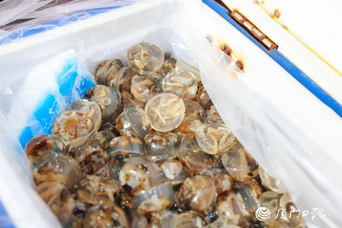 土笋冻 厦门日报记者 张玉榕 摄