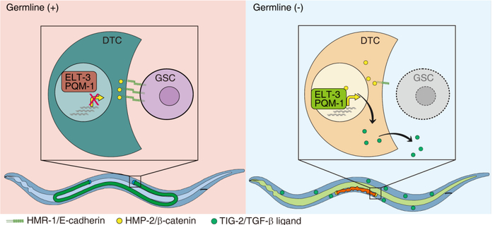 秀丽隐杆线虫的生殖细胞缺失通过破坏生殖干细胞及其微环境之间的粘附连接来延长寿命