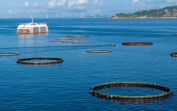 ▲资料图，桂山大小蜘洲网箱养殖场。李建束/摄