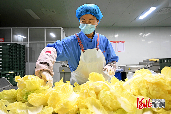 8月13日，河北农速源冷链物流有限公司员工在无菌净菜加工车间作业。 河北日报记者 张昊摄