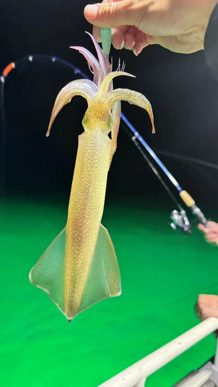 ▲外伶仃岛夜钓鱿鱼。担杆镇供图