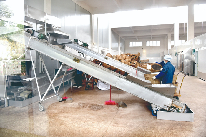 广西梧州茶厂有限公司“三鹤”六堡茶制作车间生产正酣。何鎏 摄