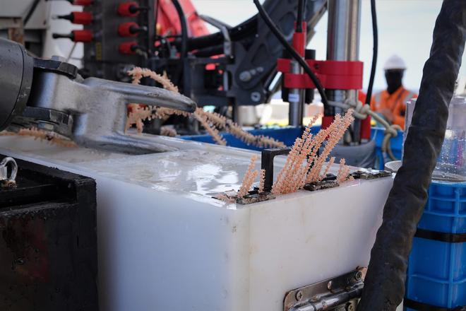 “蛟龙号”采集的冷水珊瑚样品。新华社记者王聿昊摄