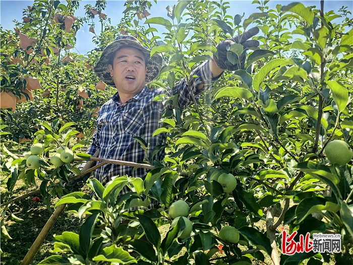 7月18日，承德县八家乡深水河村苹果种植能手张洪林在自家果园查看苹果长势。