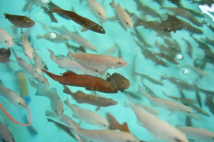 资料图：东星斑鱼。记者 吴岳文 摄