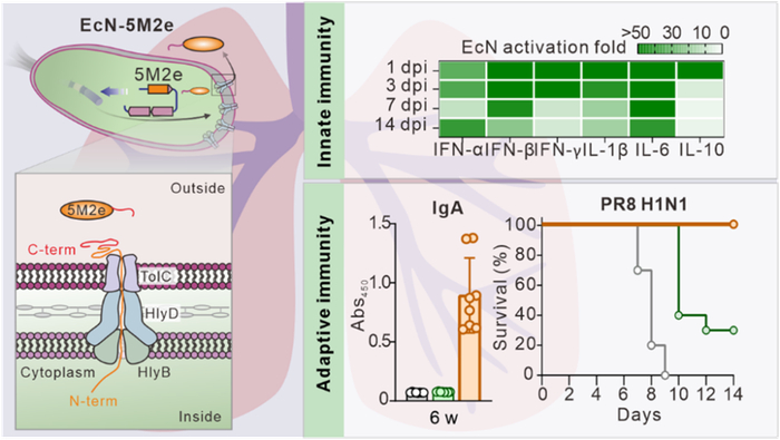 图1：一种广谱抗流感病毒黏膜活菌疫苗的构建与免疫保护评价