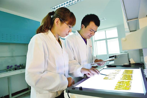 科技助力棉种繁育