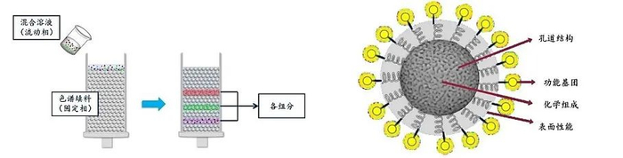 图1. 液相色谱原理示意（左）、色谱填料结构示意（右）