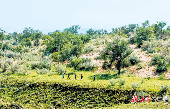 八步沙林场绿意盎然。新甘肃·甘肃日报通讯员 张文灿