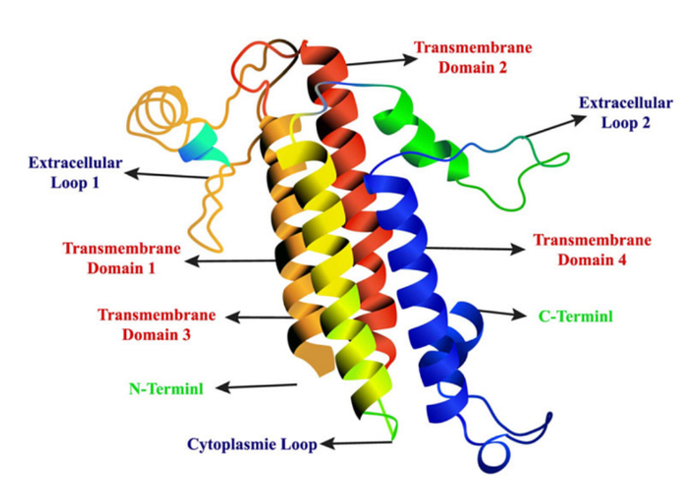 CLDN18.2的结构模式图