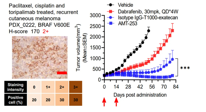 化疗、PD1耐药、Braf靶向耐药等皮肤型黑色素瘤使用ADC药物人源化PDX模型效果