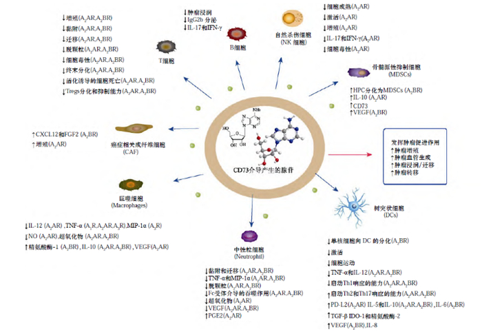 CD73 介导肿瘤微环境的免疫抑制