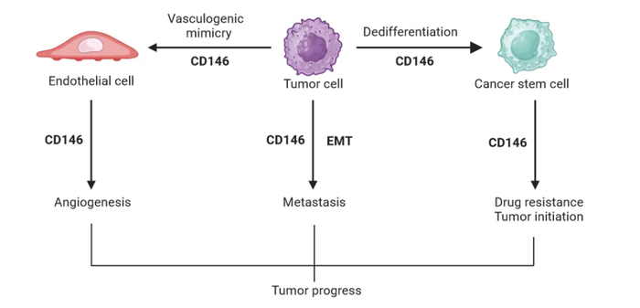 CD146通过细胞可塑性促进肿瘤进展