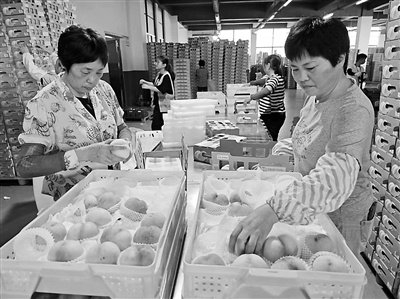 江苏省无锡市惠山区阳山镇工人正在分装水蜜桃。 孙嘉隆摄